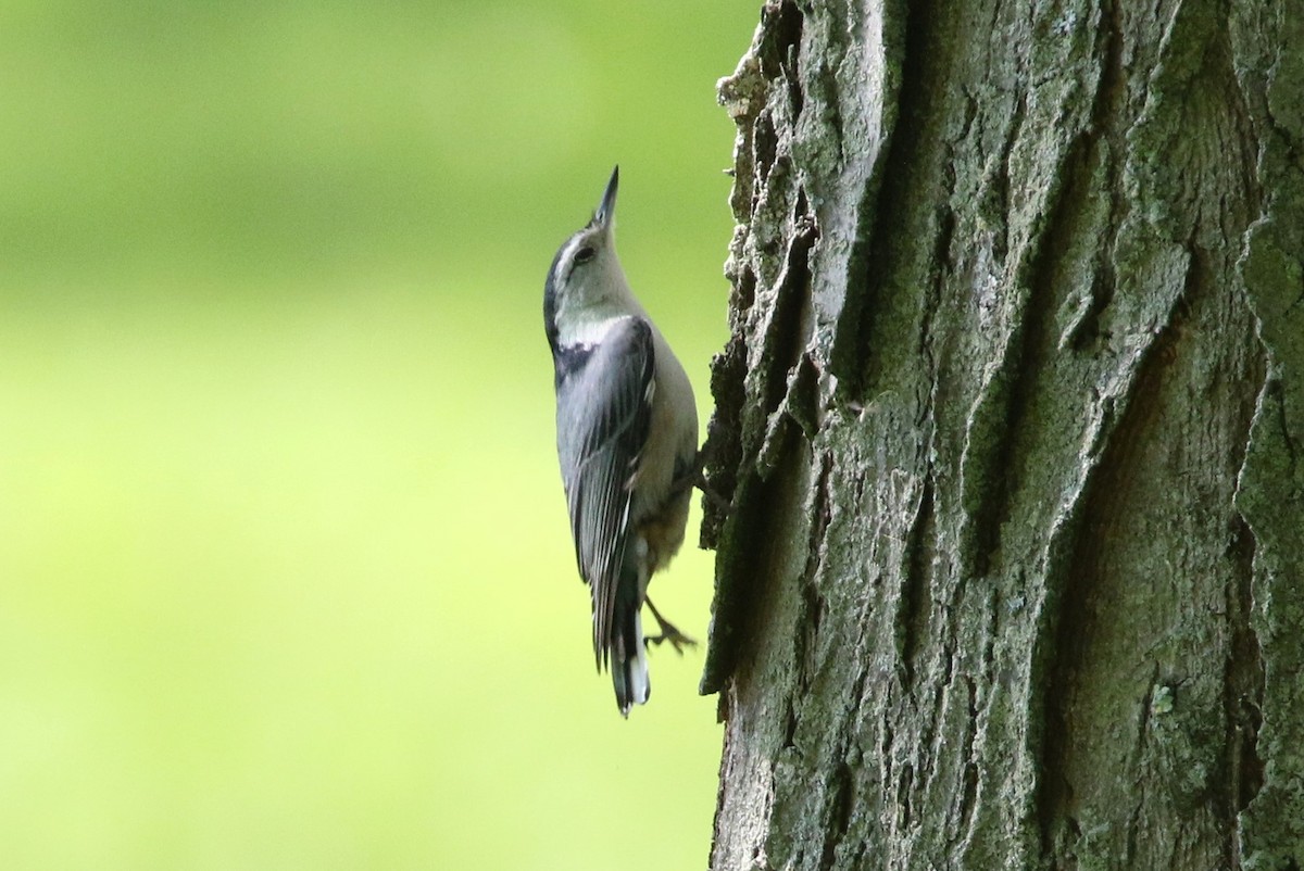 White-breasted Nuthatch - ML619008806