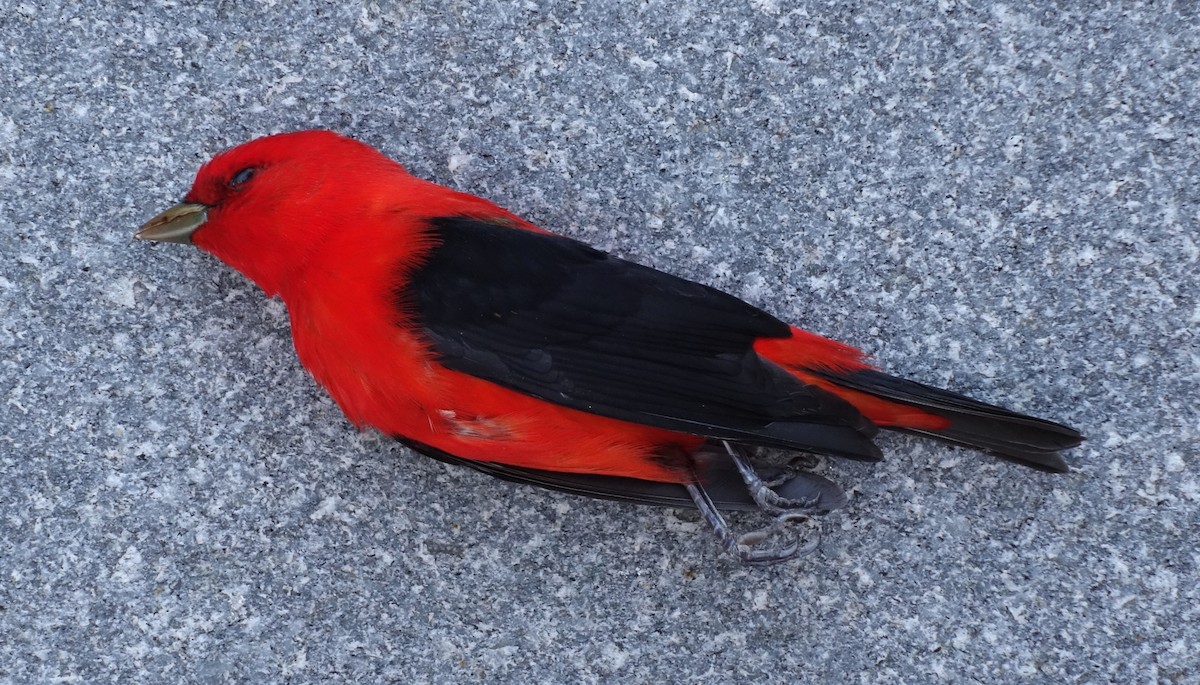 Scarlet Tanager - ML619008823
