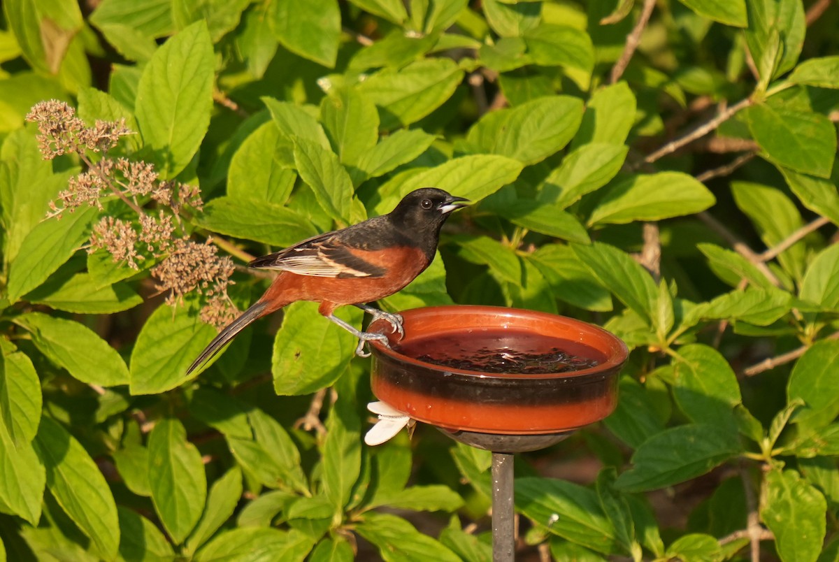 Orchard Oriole - ML619008827