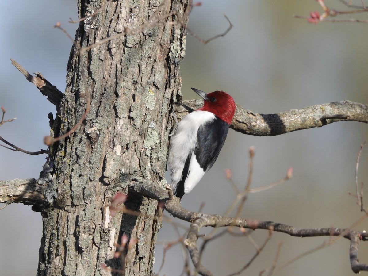 Red-headed Woodpecker - ML619008872