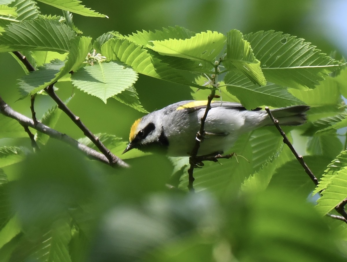 Golden-winged Warbler - Carl Ebeling
