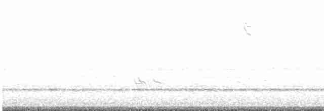 Короткоклювый бекасовидный веретенник - ML619008876