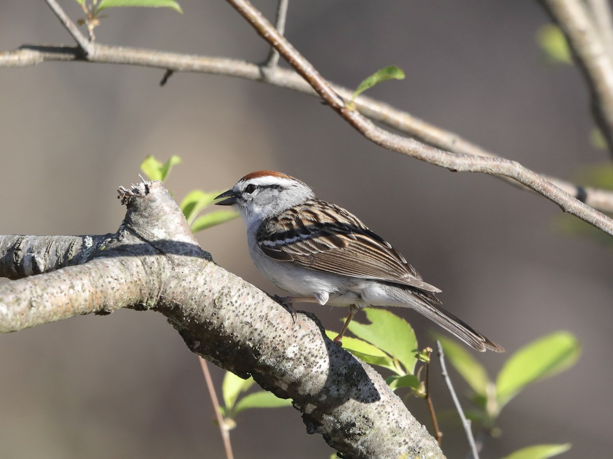 Chipping Sparrow - ML619008893
