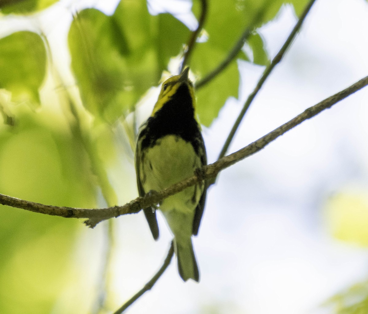Black-throated Green Warbler - ML619008896
