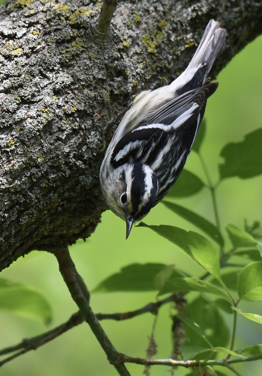 Black-and-white Warbler - ML619008919