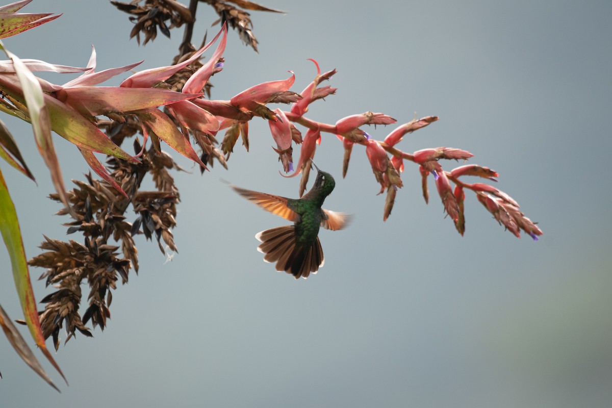 Garnet-throated Hummingbird - ML619008946