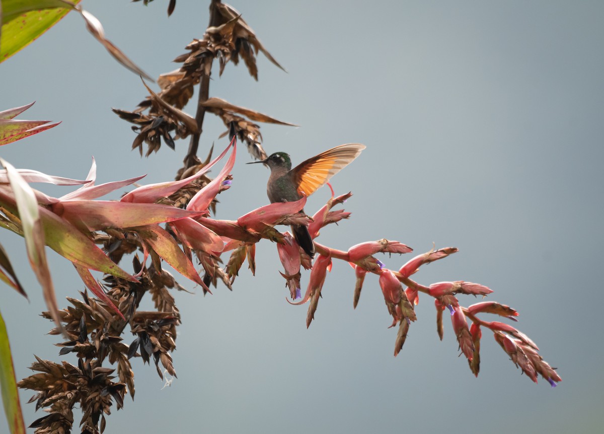 Garnet-throated Hummingbird - ML619008947