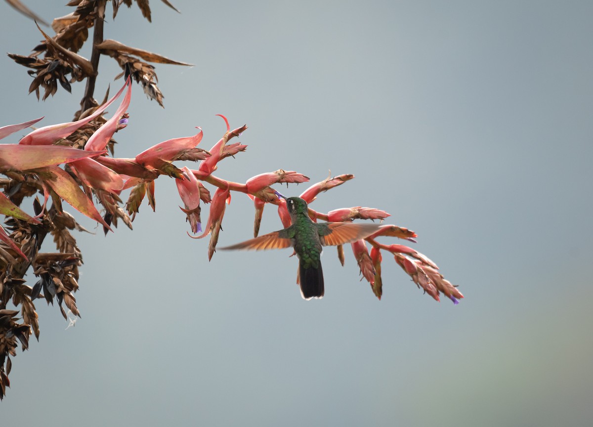 Garnet-throated Hummingbird - Daniel Mérida