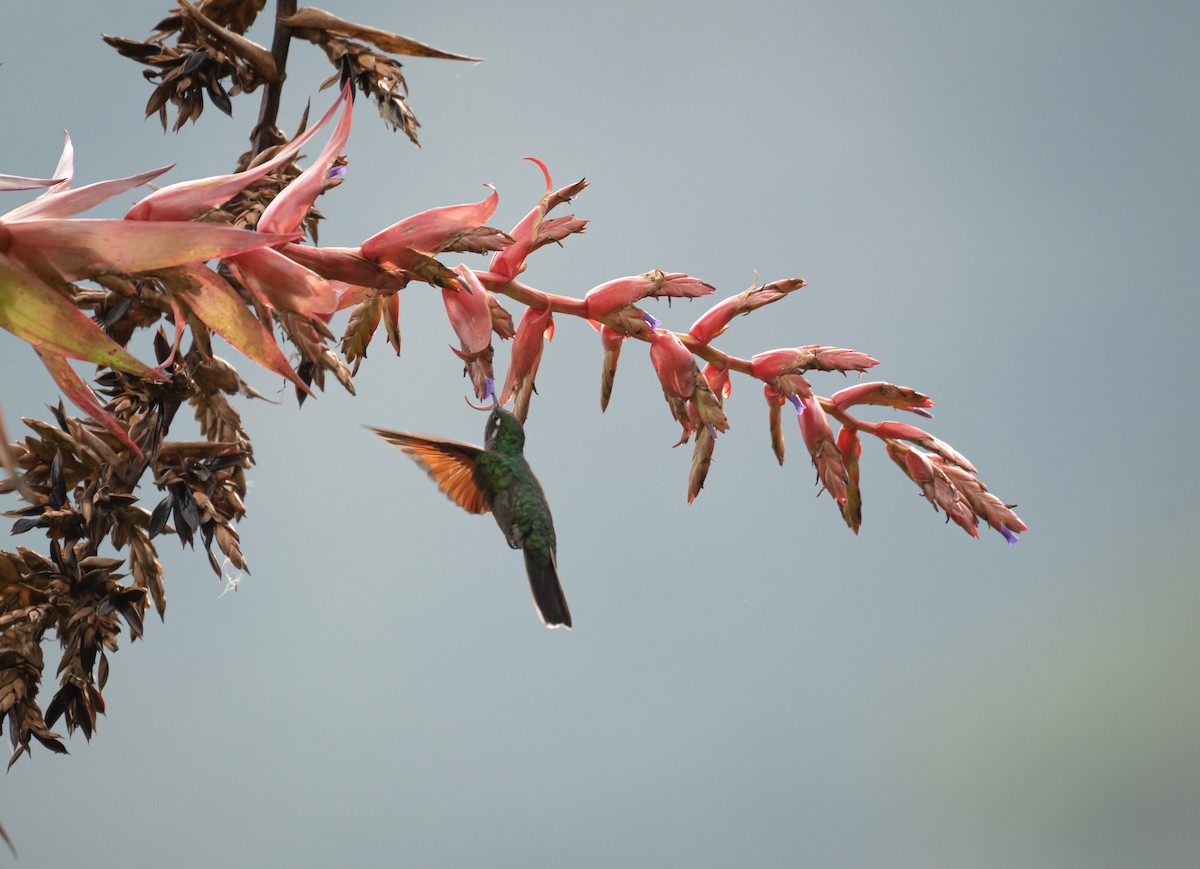 Garnet-throated Hummingbird - ML619008950