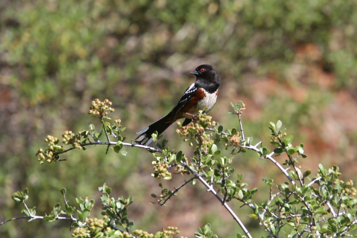 Spotted Towhee - ML619008968