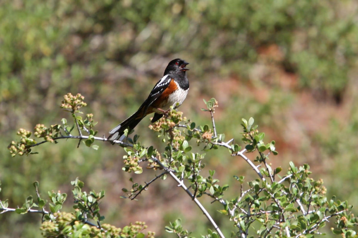 Spotted Towhee - ML619008975