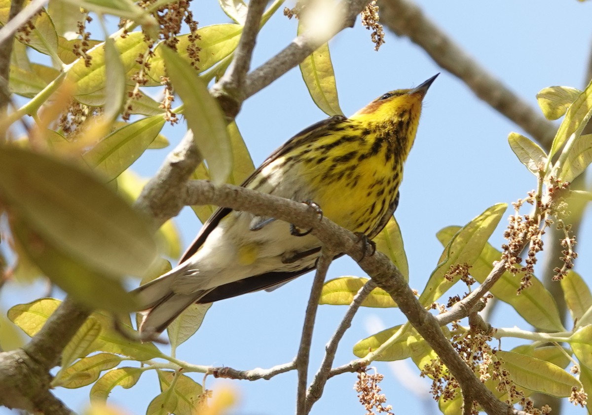 Cape May Warbler - ML619009004