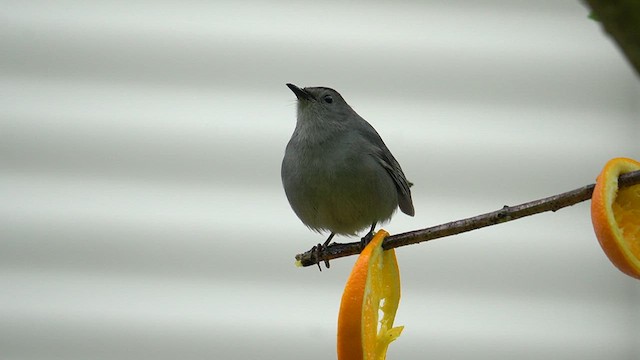 Gray Catbird - ML619009039