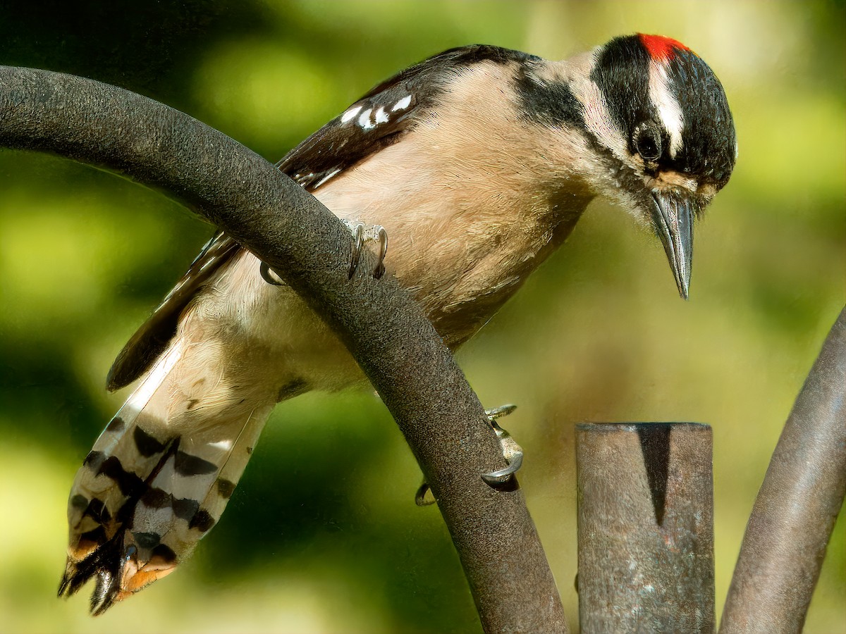 Downy Woodpecker (Pacific) - ML619009042