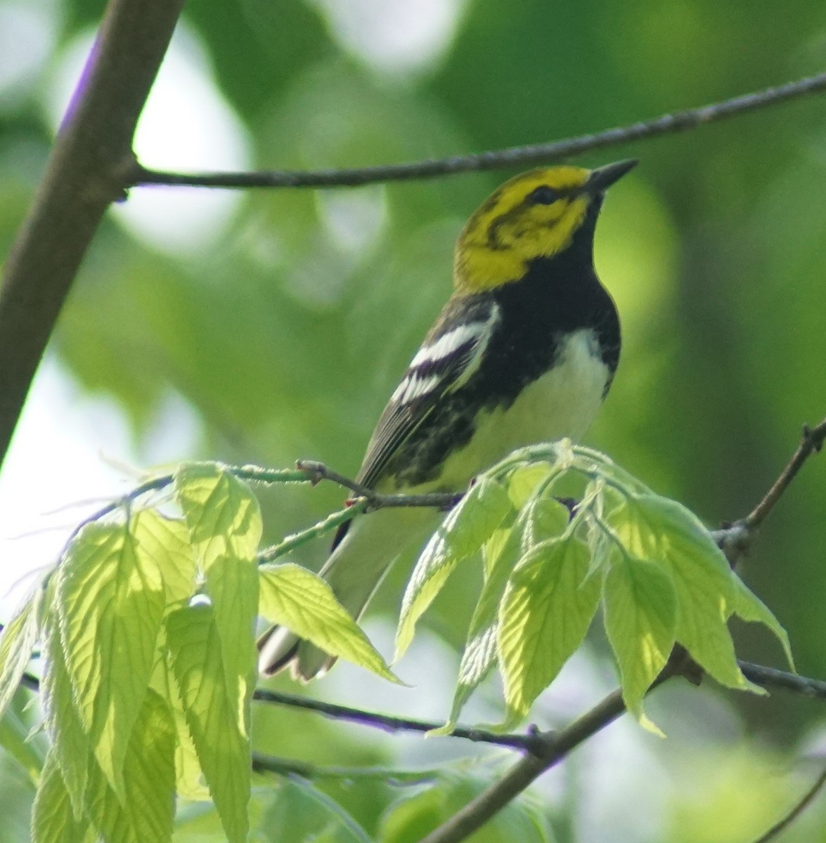Black-throated Green Warbler - Mark Ross