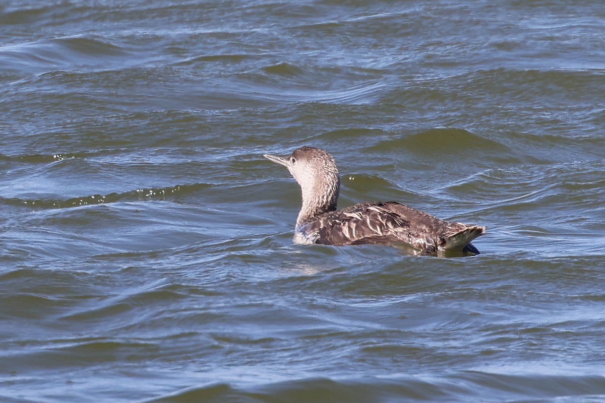 Red-throated Loon - ML619009097