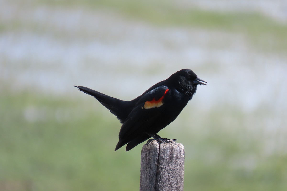 Red-winged Blackbird - David Orth-Moore