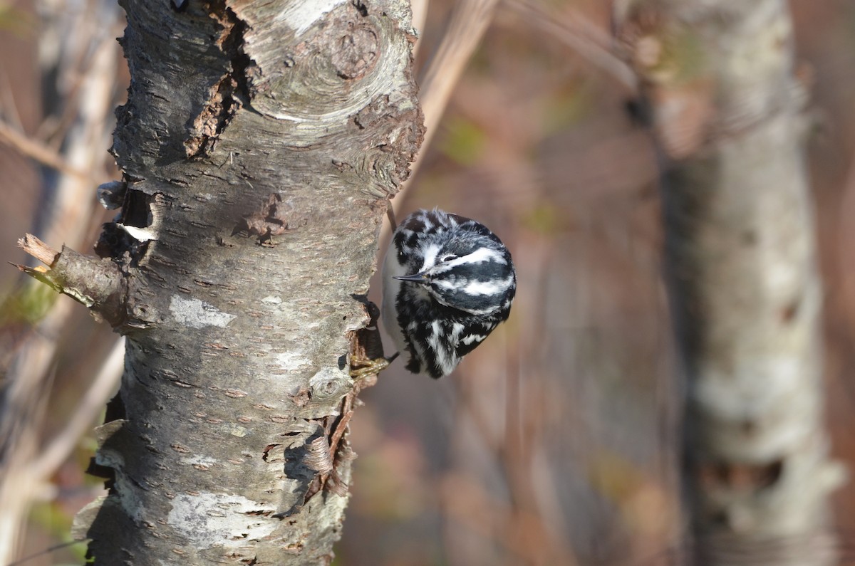 Black-and-white Warbler - ML619009162