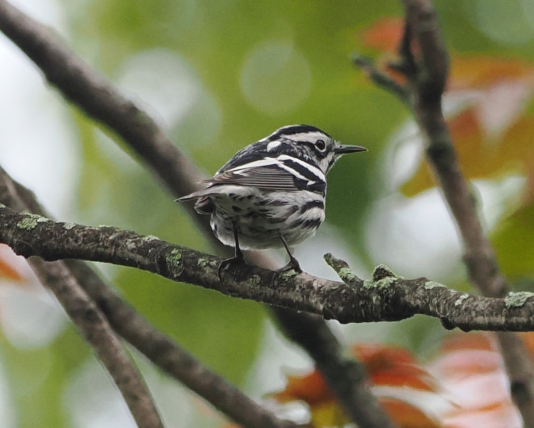 Black-and-white Warbler - Russell Hoffman