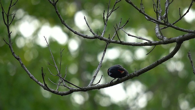 Red-winged Blackbird (Red-winged) - ML619009181