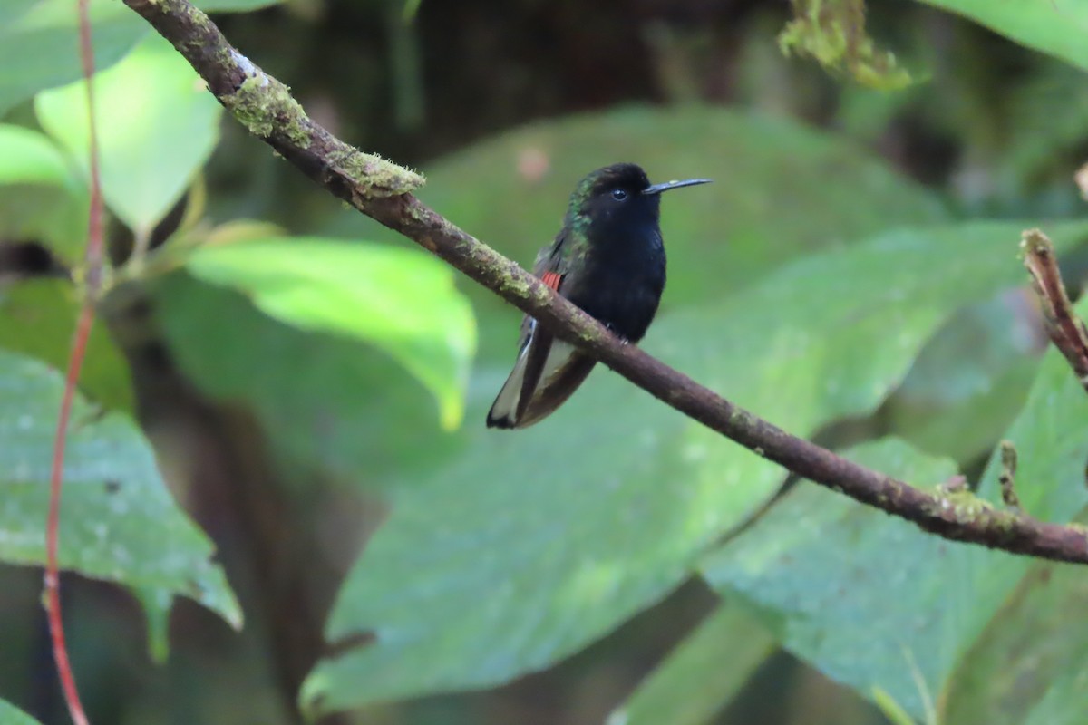 Black-bellied Hummingbird - ML619009187