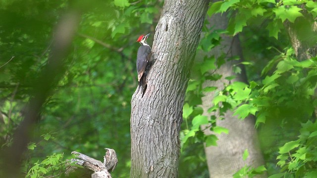 Pileated Woodpecker - ML619009197