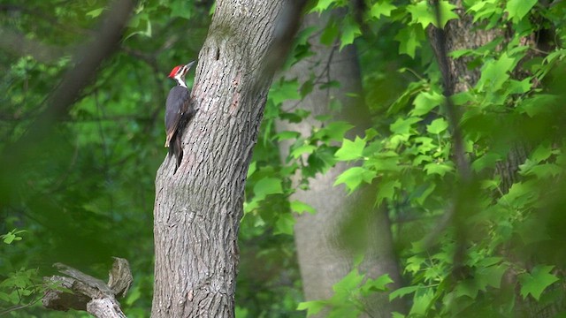 Pileated Woodpecker - ML619009205