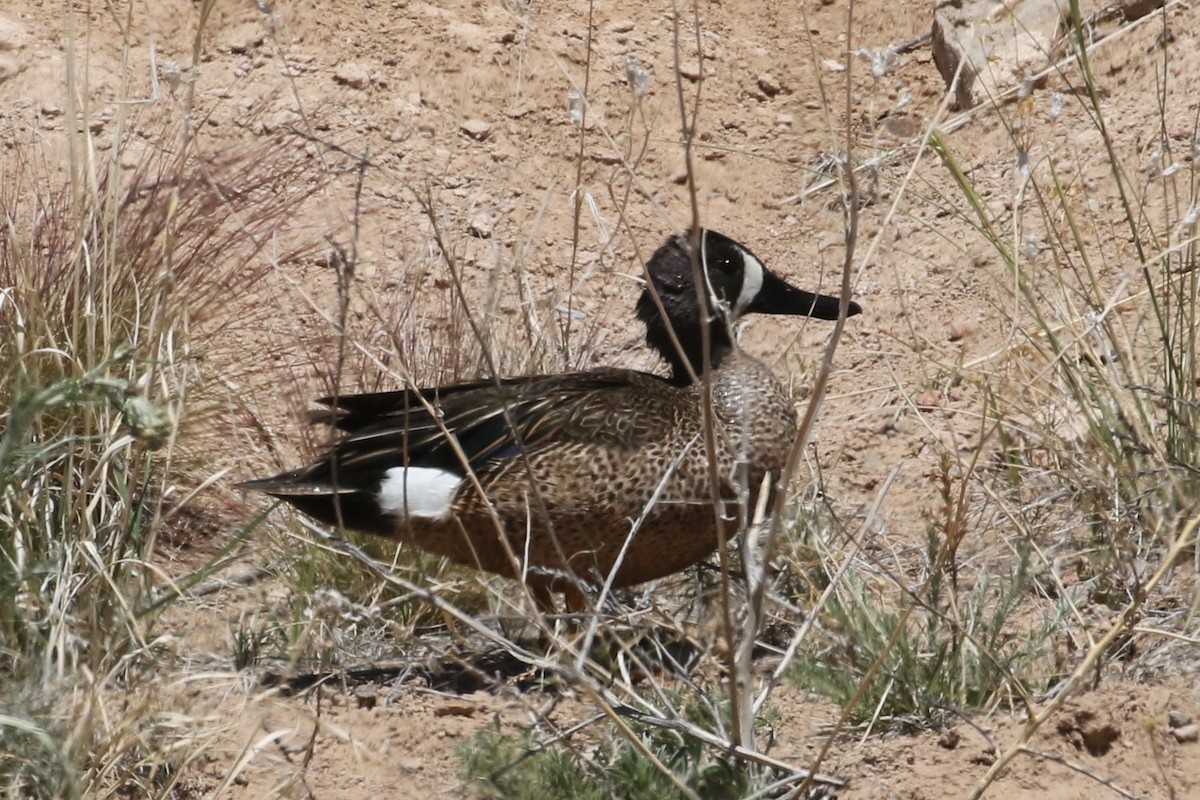 Blue-winged Teal - ML619009214