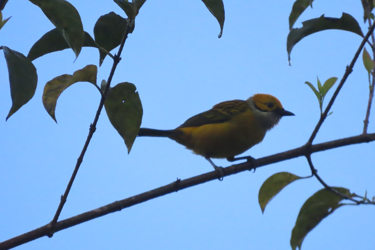Silver-throated Tanager - ML619009227