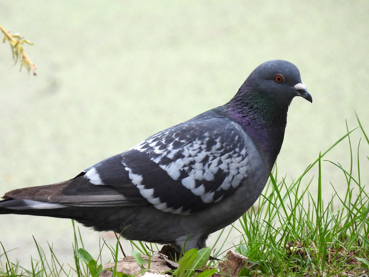 Rock Pigeon (Feral Pigeon) - Lisette Cote
