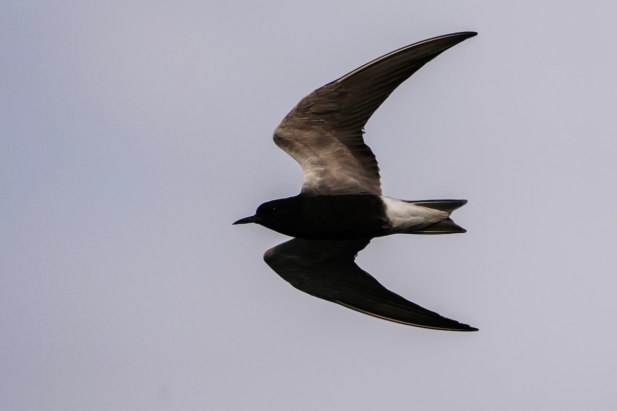 Black Tern - Dana Siefer
