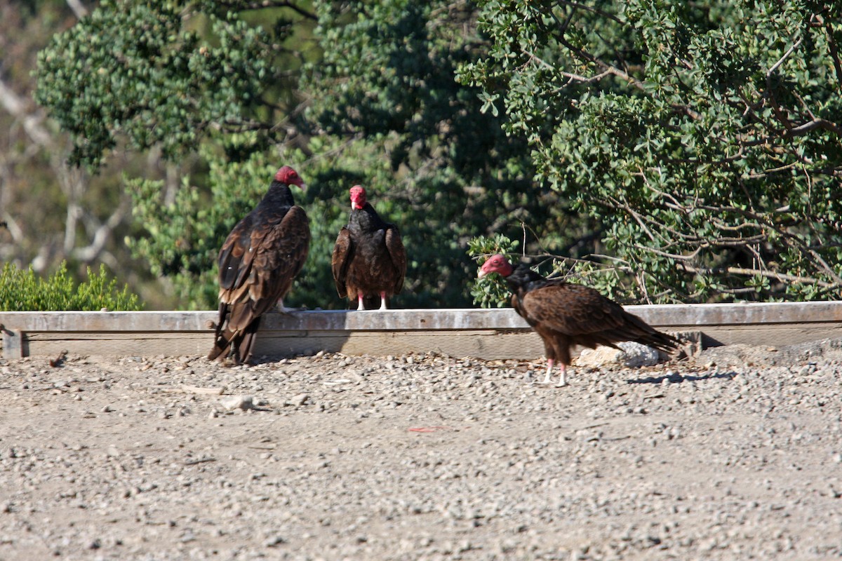 Turkey Vulture - ML619009328