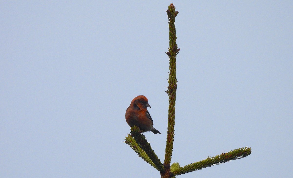 White-winged Crossbill - Ted Floyd