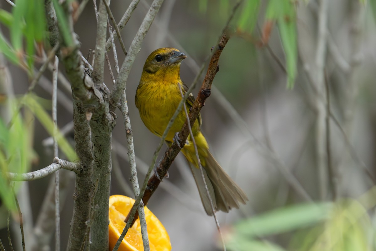 Flame-colored Tanager - Sherry Halbrook