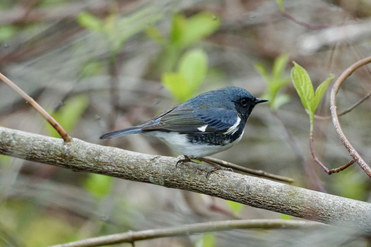 Black-throated Blue Warbler - ML619009351