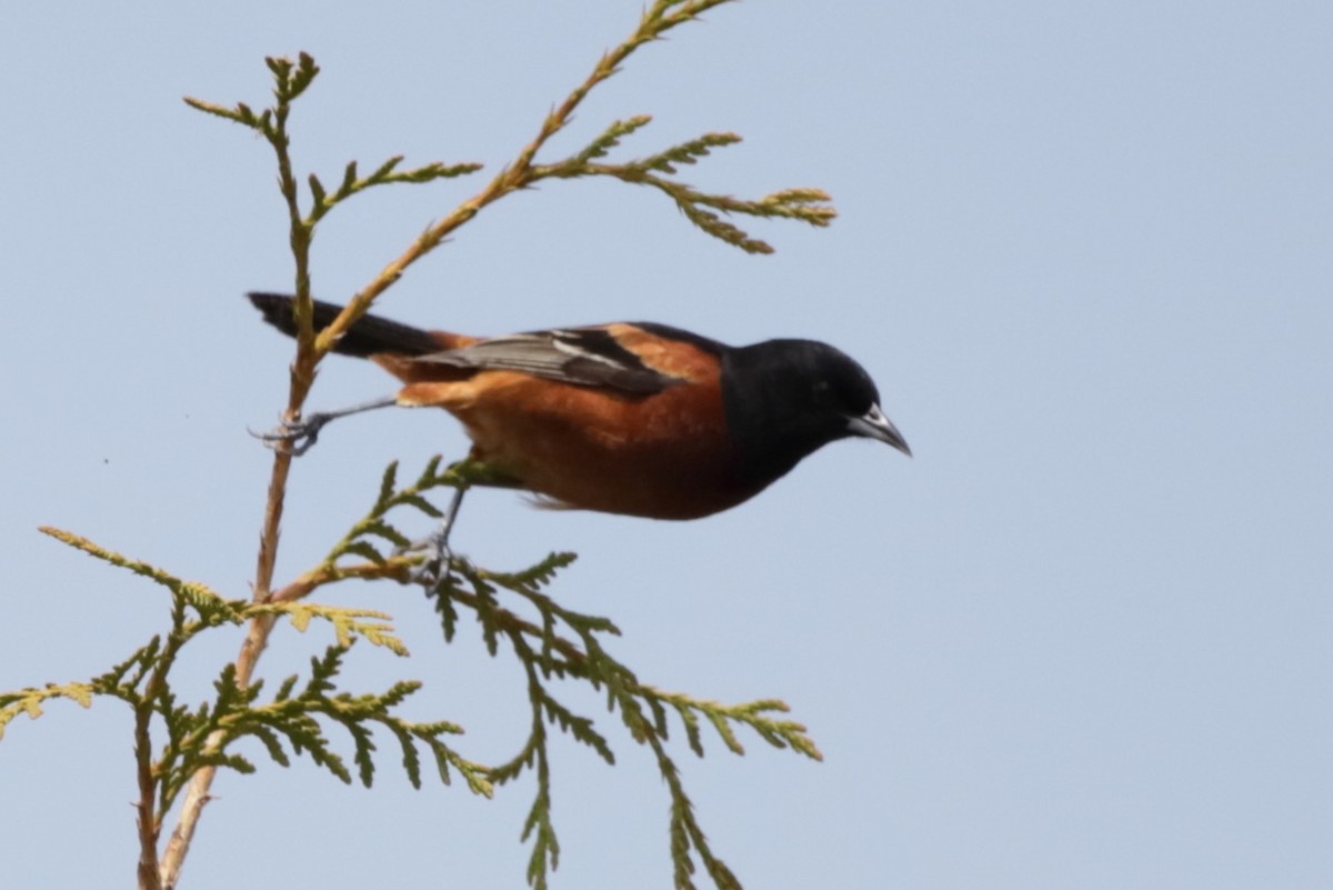 Orchard Oriole - ML619009366