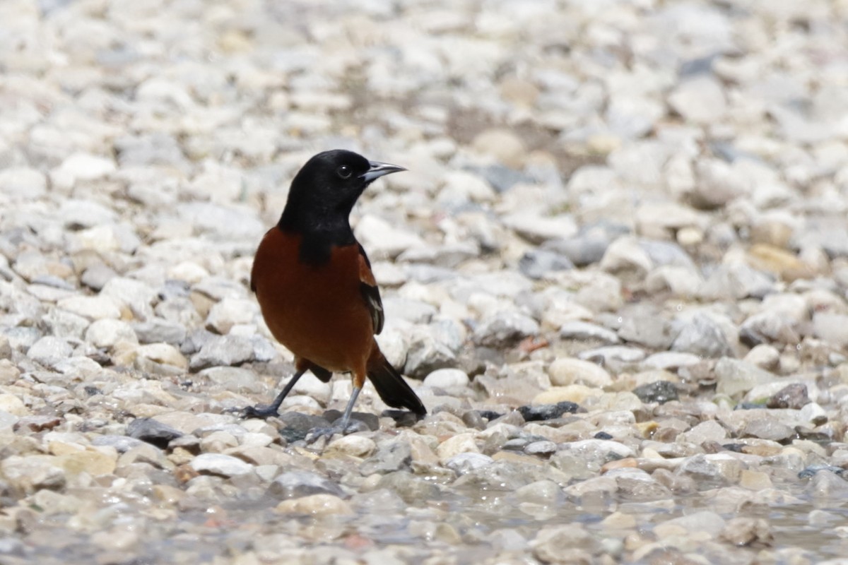 Orchard Oriole - ML619009367