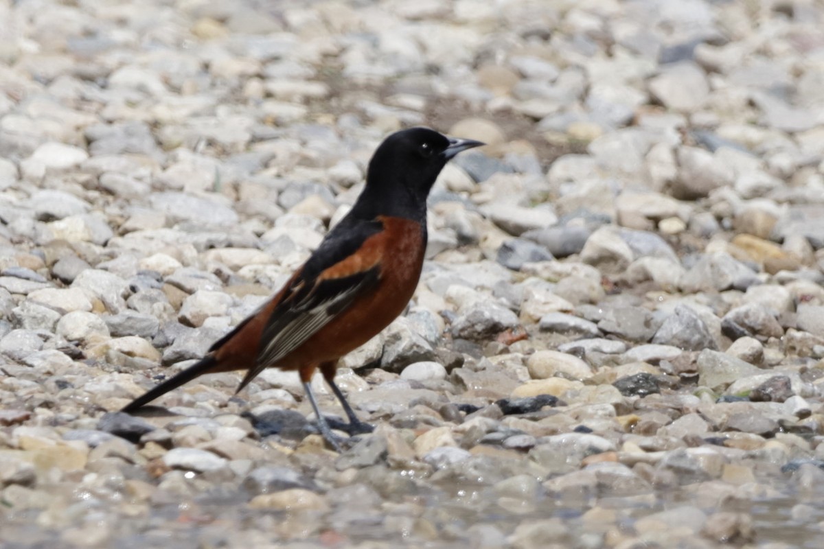 Orchard Oriole - ML619009368