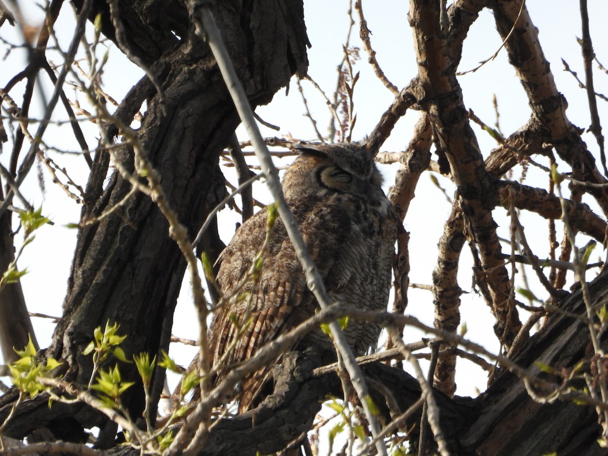Great Horned Owl - ML619009382