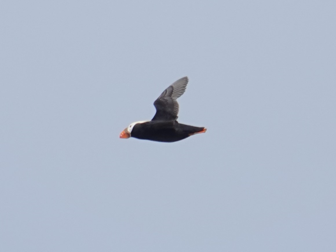 Tufted Puffin - ML619009386