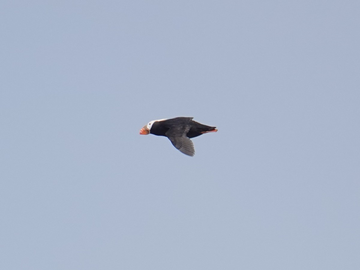 Tufted Puffin - ML619009389
