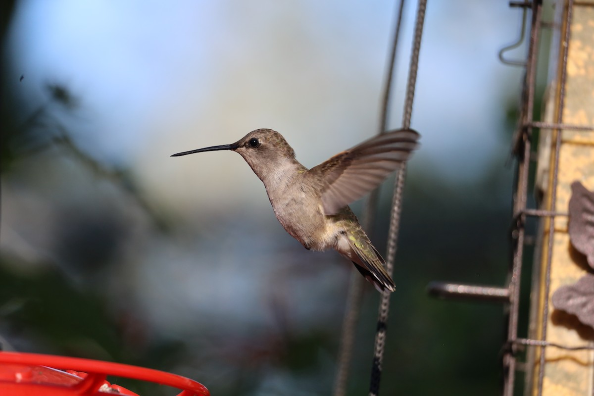 Black-chinned Hummingbird - ML619009398