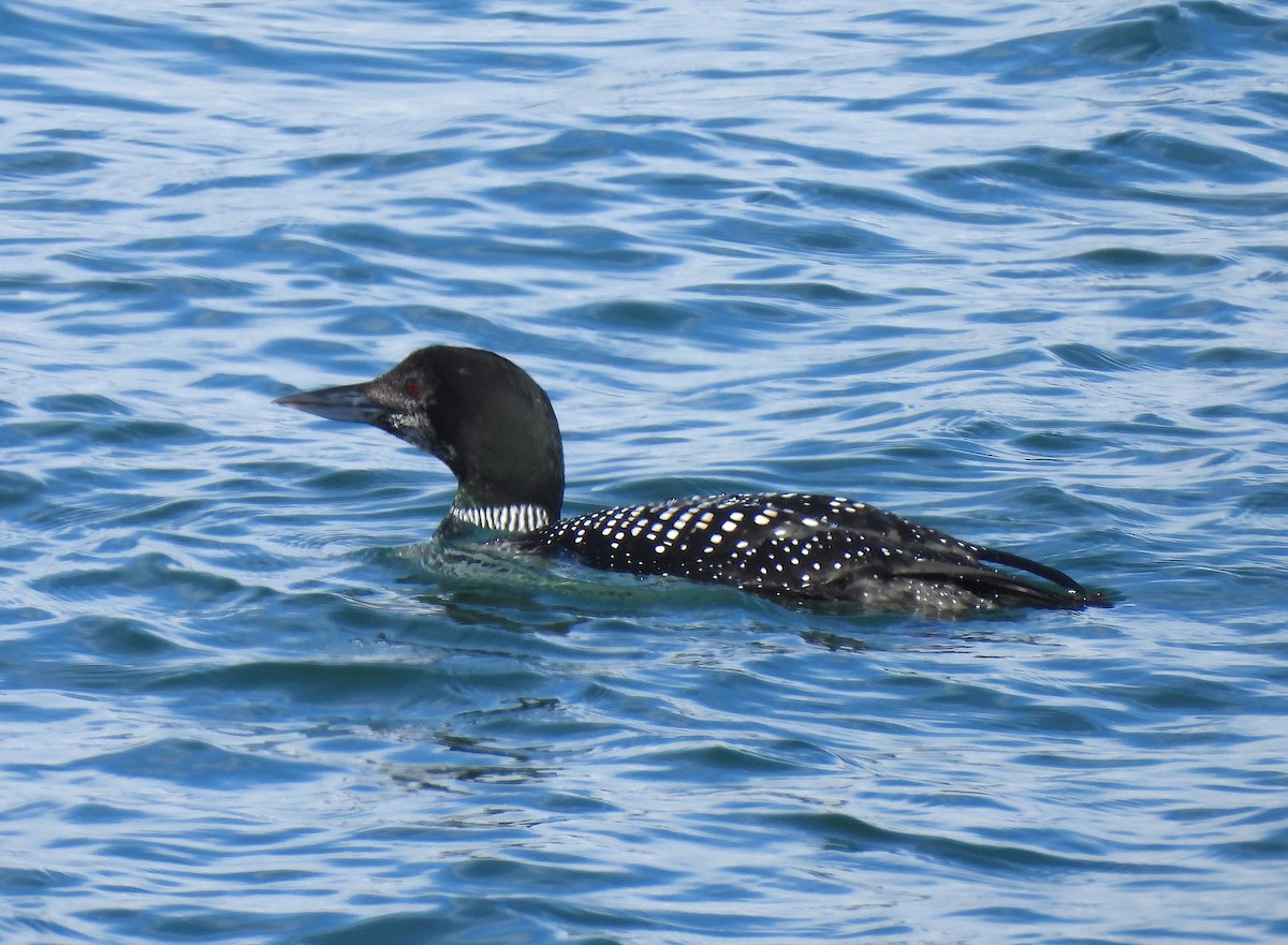 Common Loon - Ted Floyd