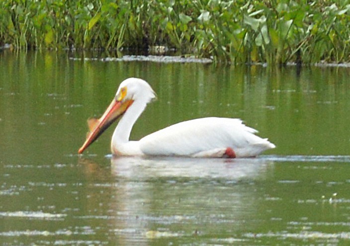 American White Pelican - Vicki Buchwald