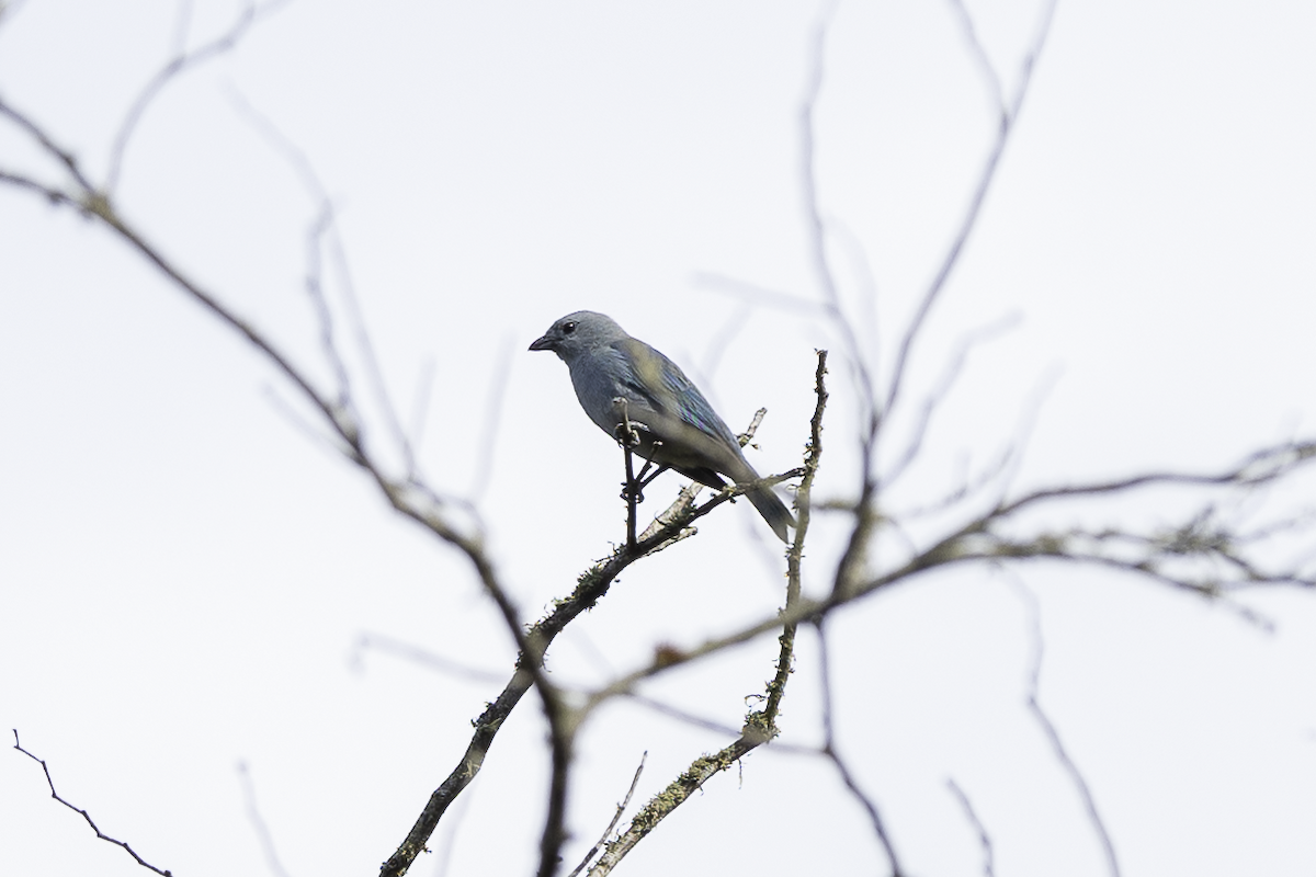 Blue-gray Tanager - ML619009518