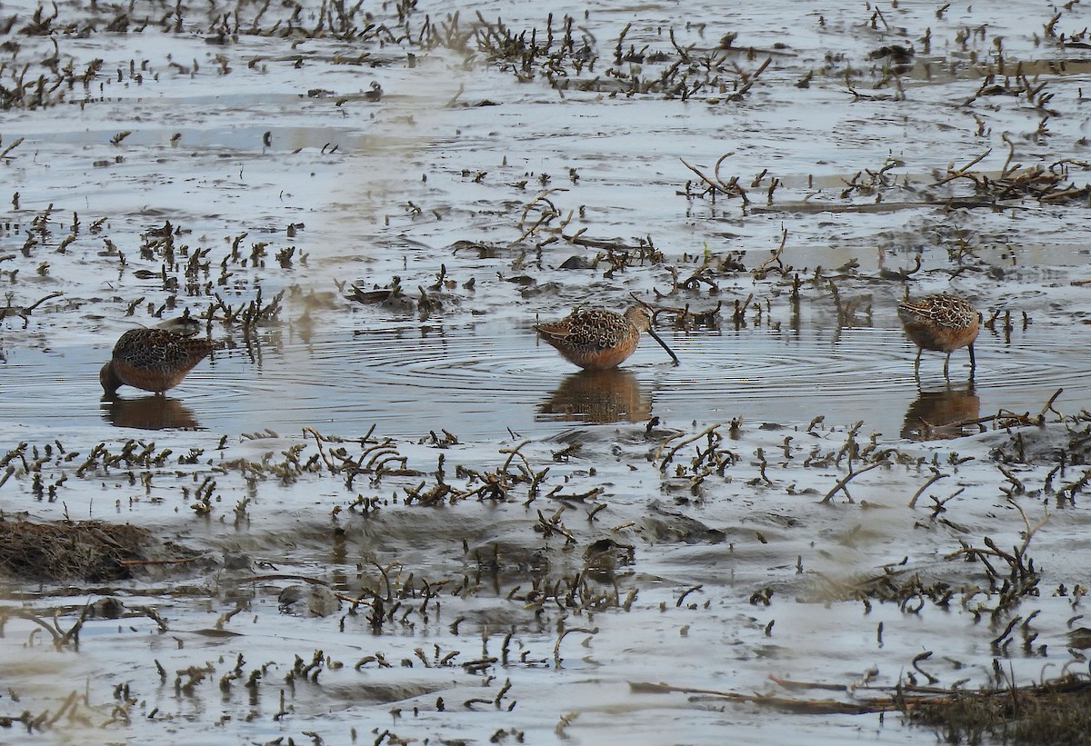 Long-billed Dowitcher - Ted Floyd