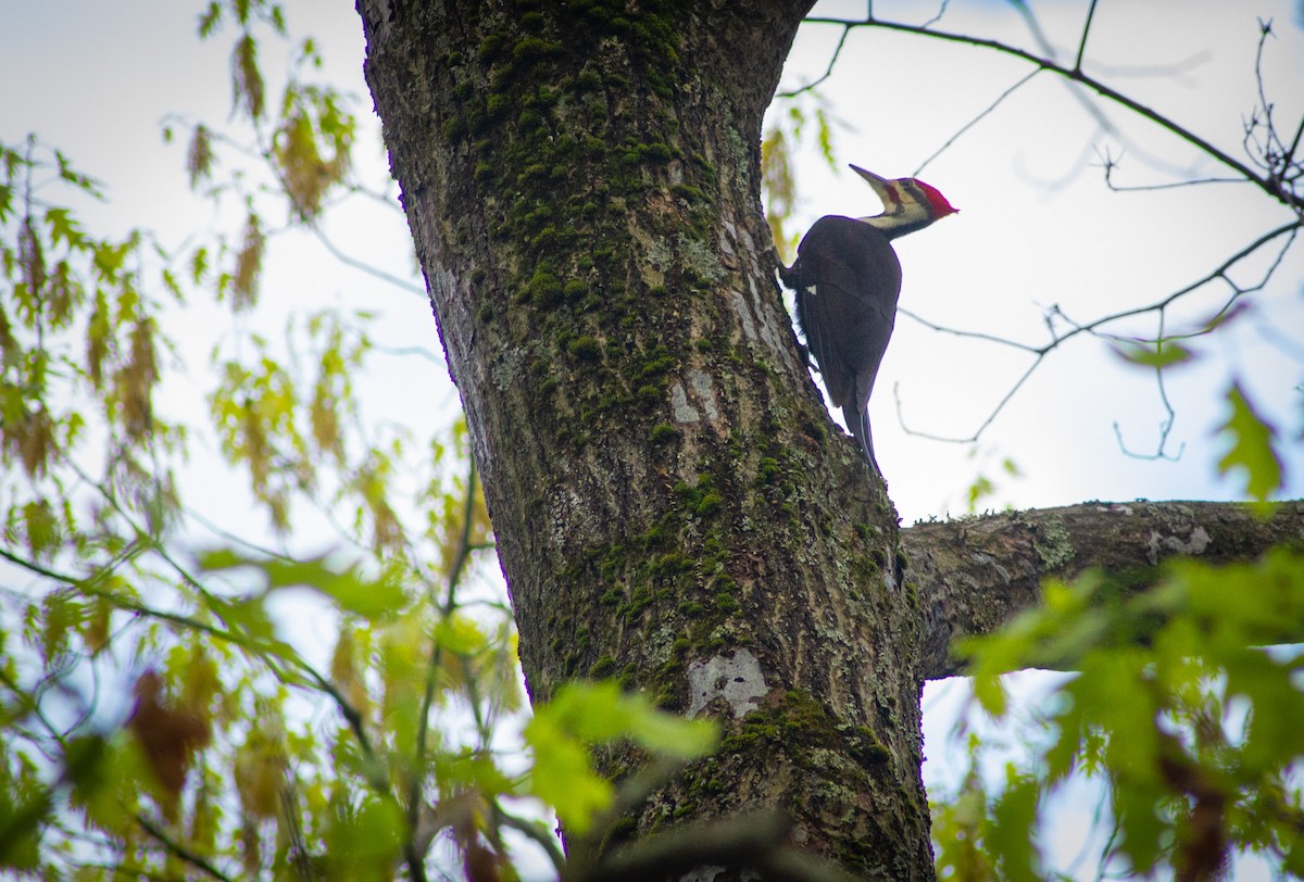 Pileated Woodpecker - Dan Young