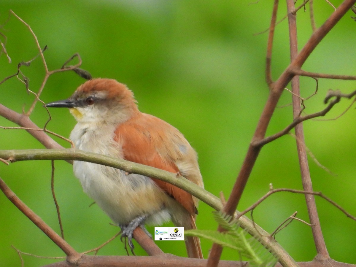 Yellow-chinned Spinetail - ML619009586