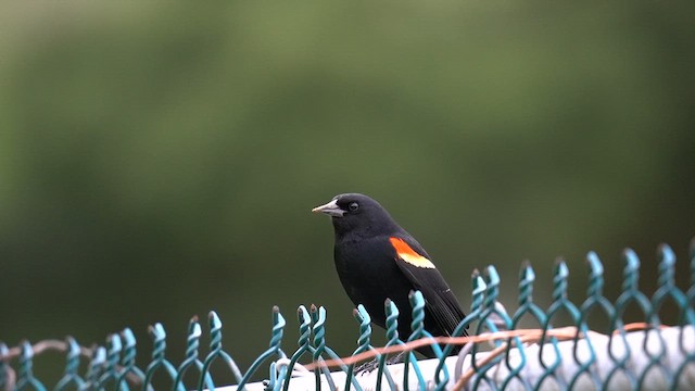 Red-winged Blackbird (Red-winged) - ML619009644