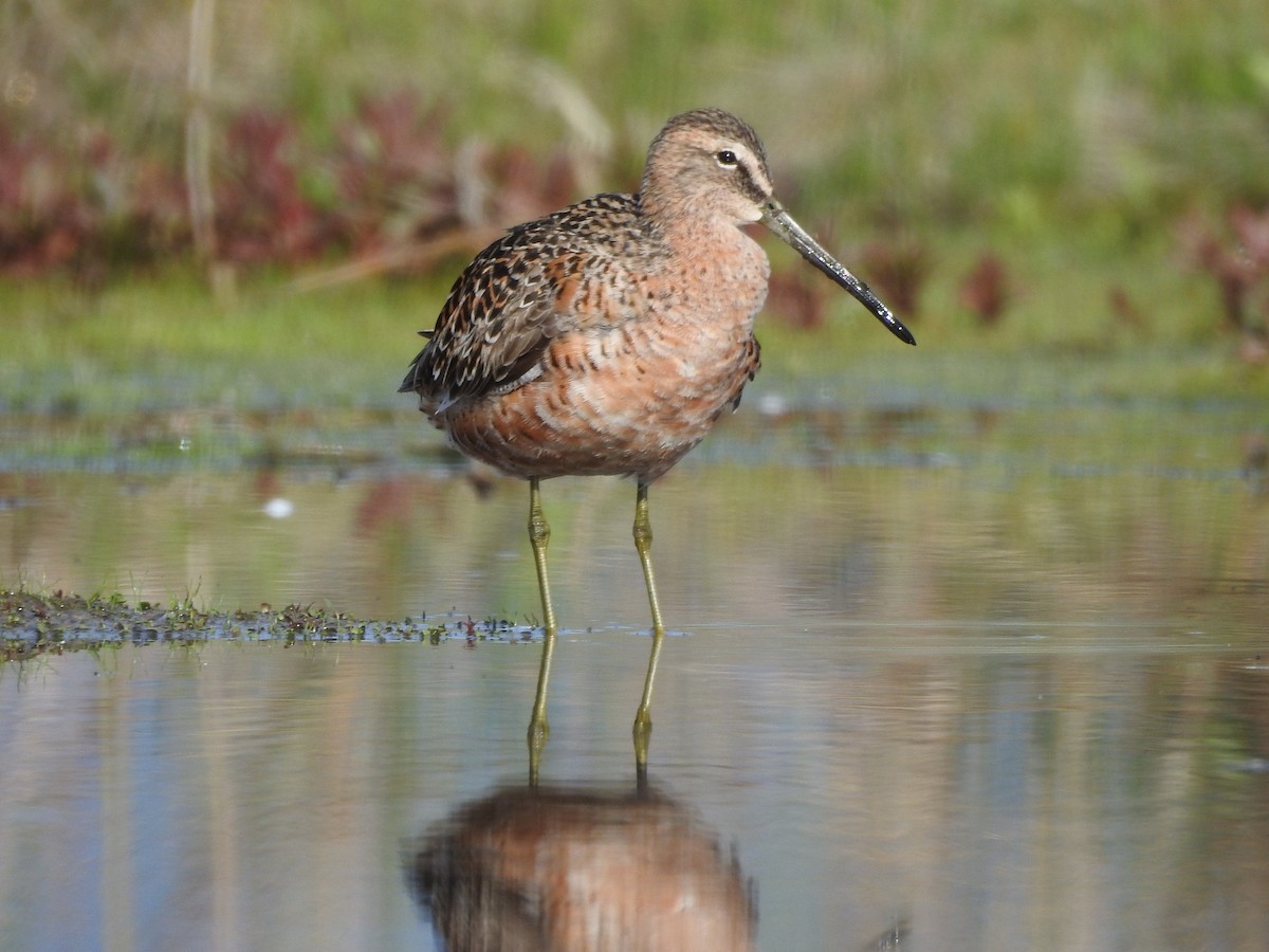 Long-billed Dowitcher - ML619009652